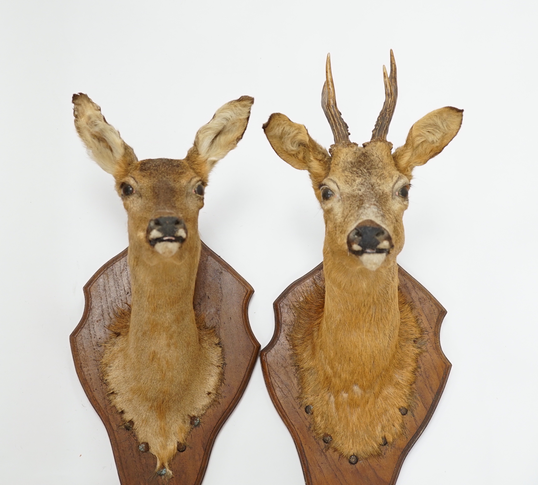 A pair of taxidermic deer heads mounted on shaped oak stands, 57cm high